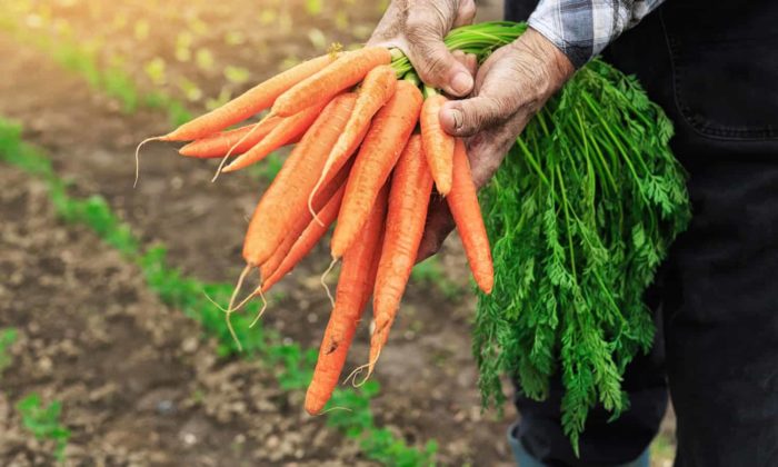 Полезная морковная ботва