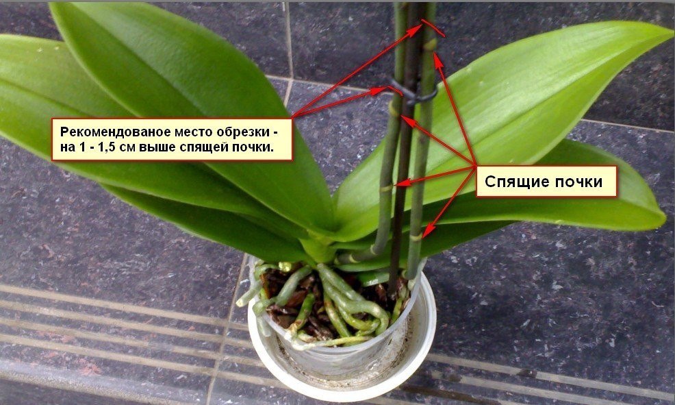 Правила обрезки орхидеи