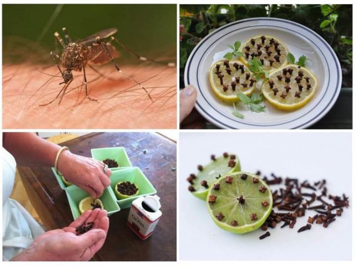 Народные методы избавления от комаров