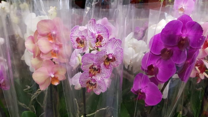 Уход за орхидеей сразу после покупки цветка