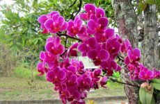 орхидея в естественных условиях