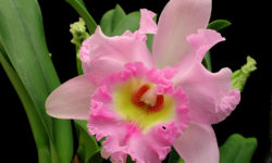 разновидности домашних орхидей