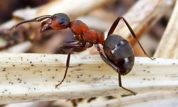 Обычные садовые муравьи