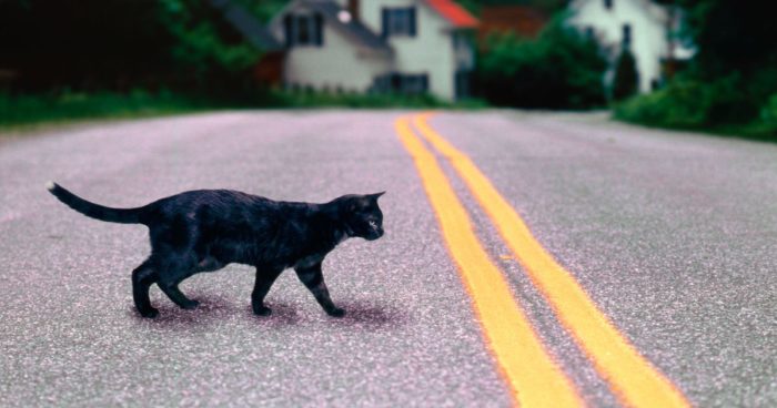 черная кошка переходит дорогу