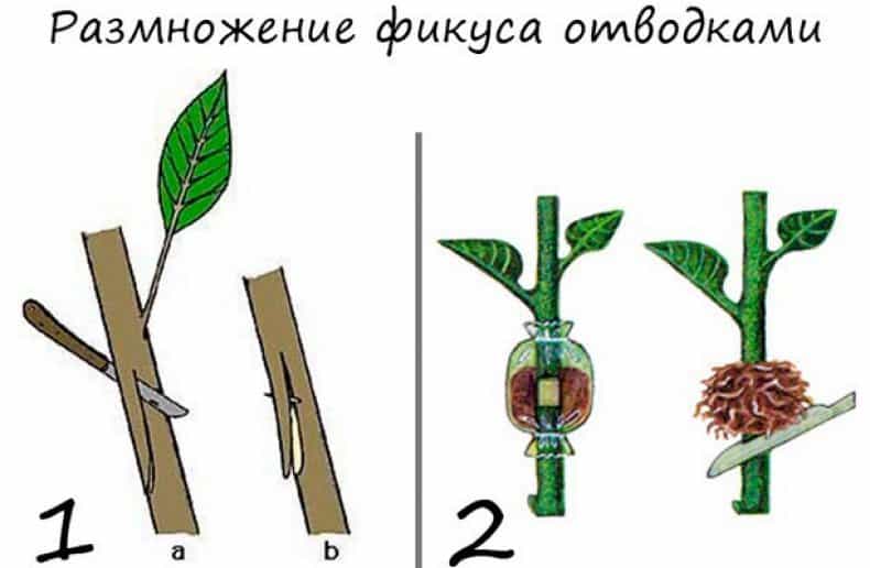 Размножение фикуса в домашних условиях фото