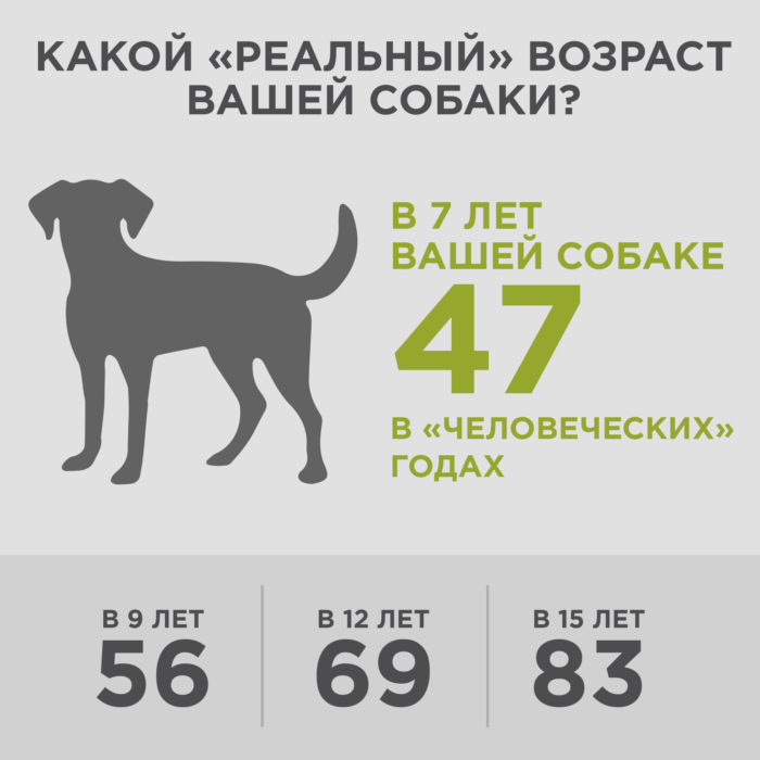 какой реальный возраст вашей собаки