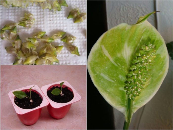 Выращивание спатифиллума из семян