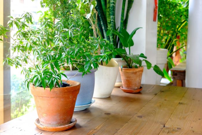 Какие растения защищают дом от неприятностей