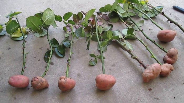 Укоренение роз в картофеле